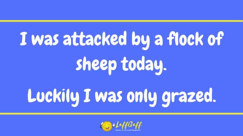 Sheep attack joke from LaffGaff.