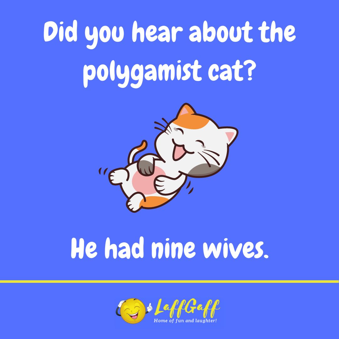 Polygamist cat joke from LaffGaff.