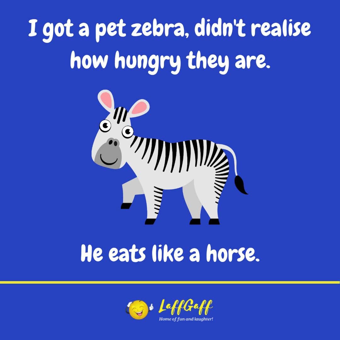 Pet Zebra